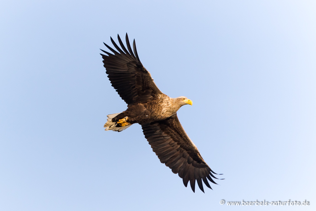 Seeadler