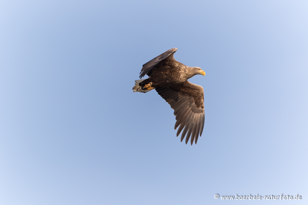 Seeadler