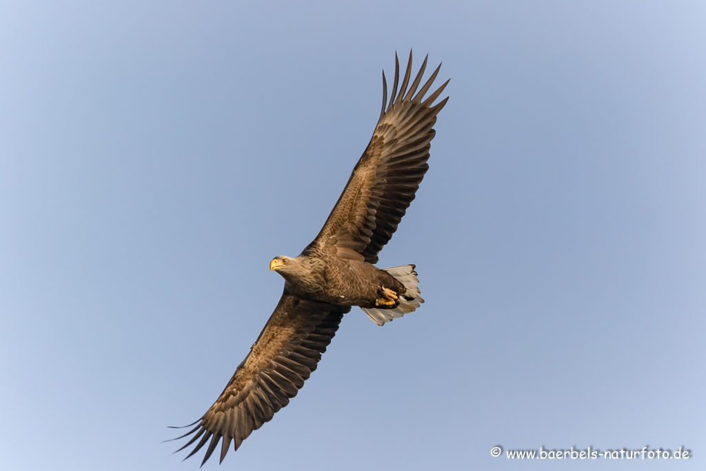 Seeadler