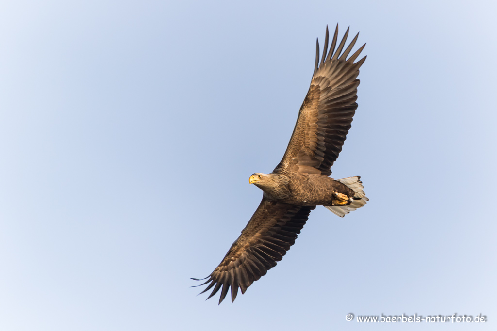 Seeadler