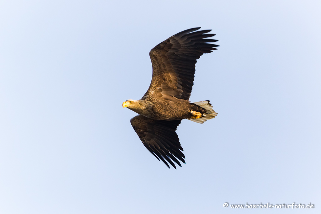 Seeadler