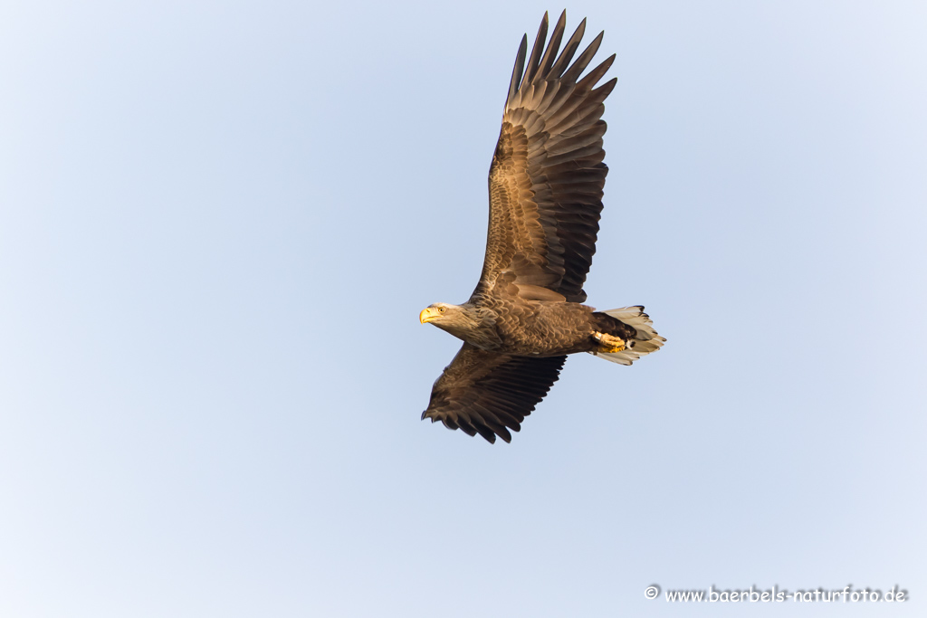 Seeadler