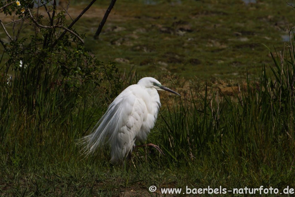 Silberreiher