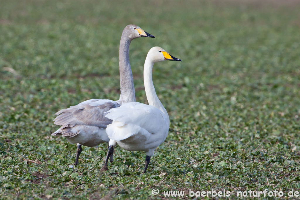 Singschwan