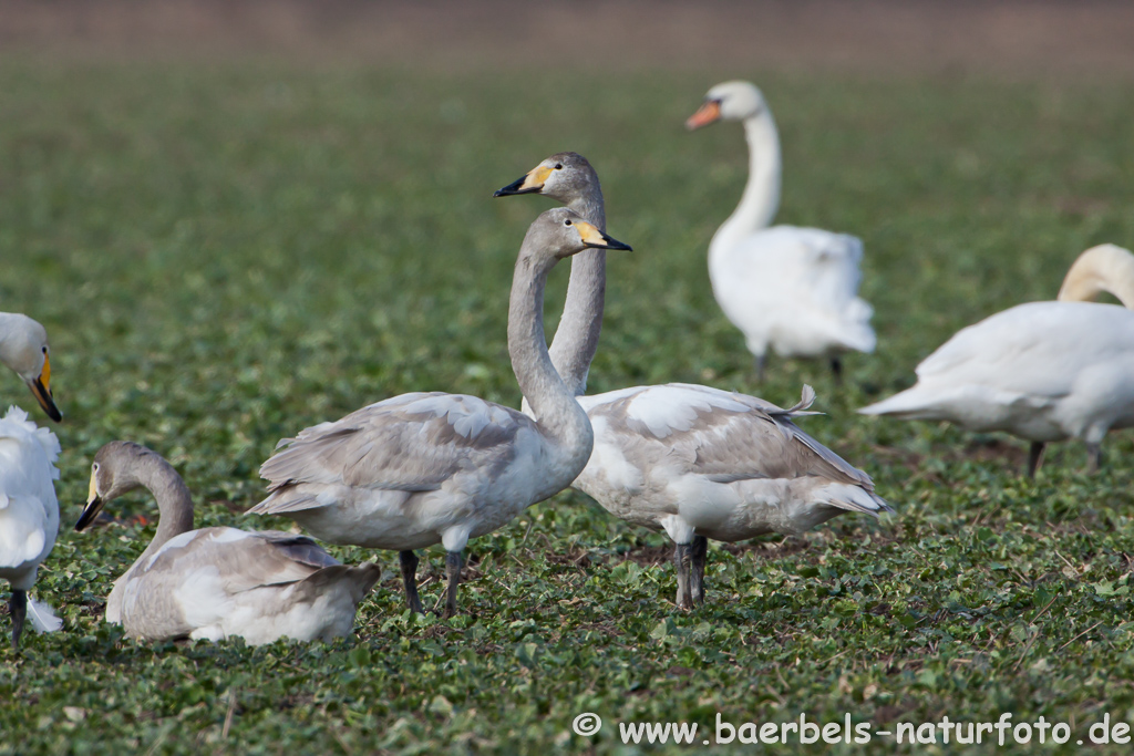 Singschwan