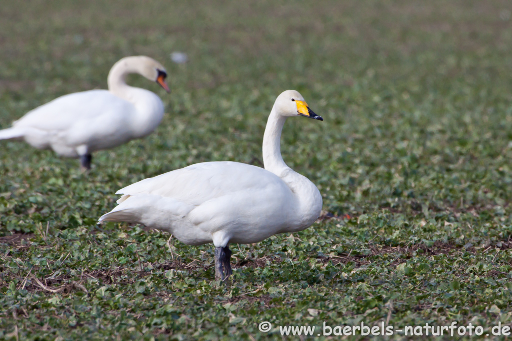 Singschwan