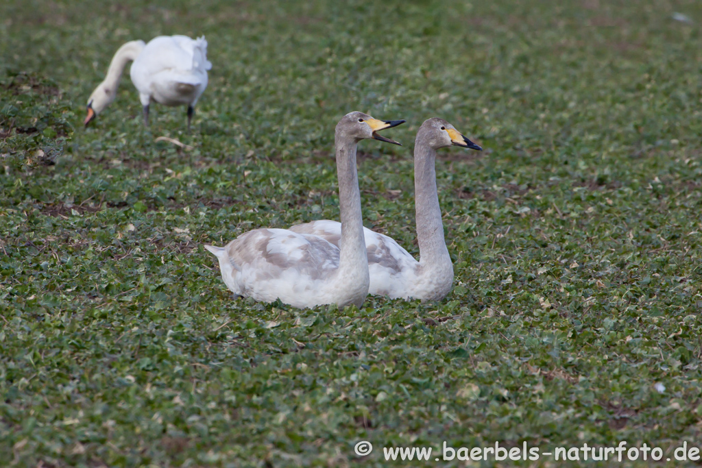 Singschwan