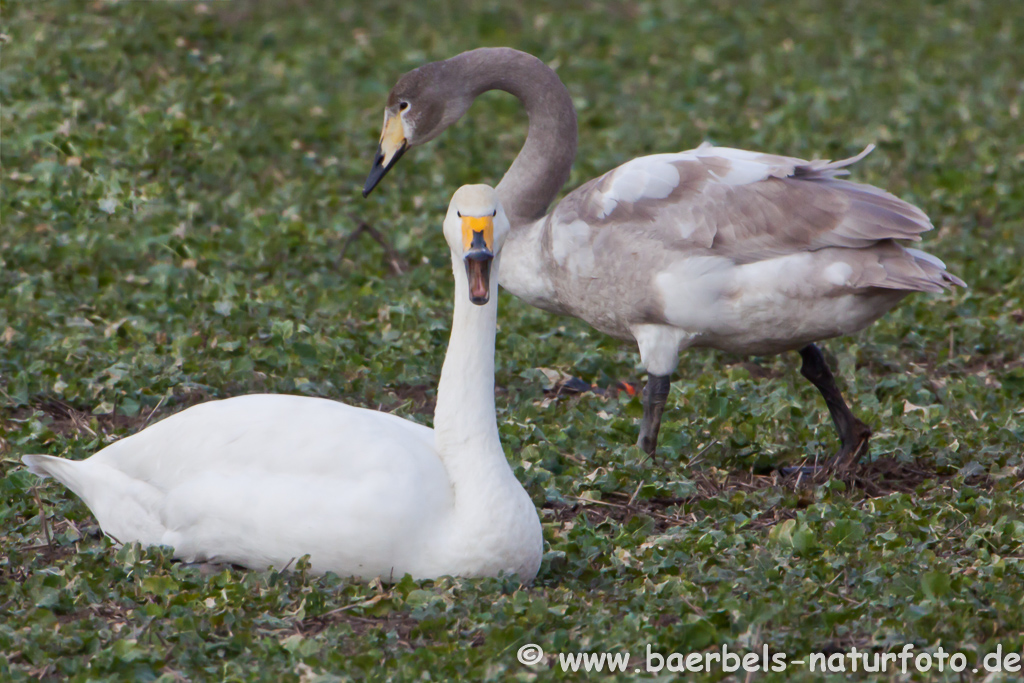 Singschwan