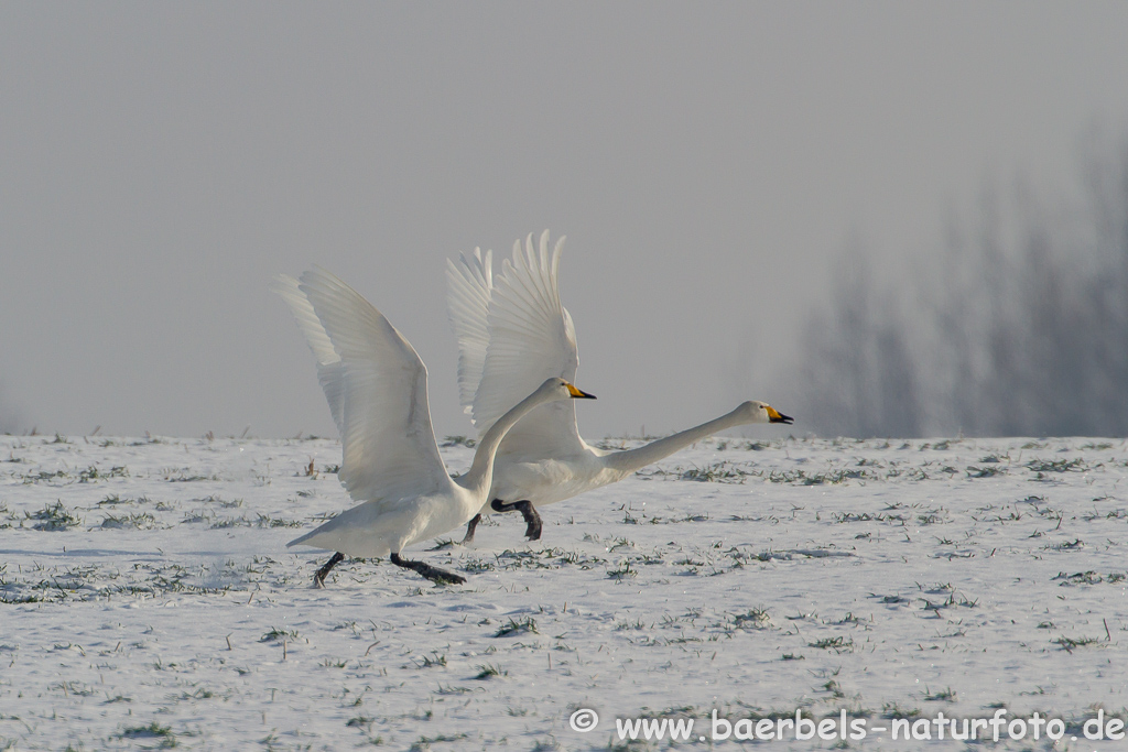 Singschwan