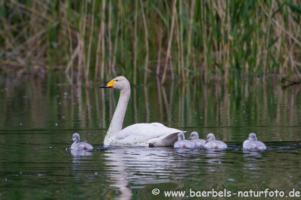 Singschwan