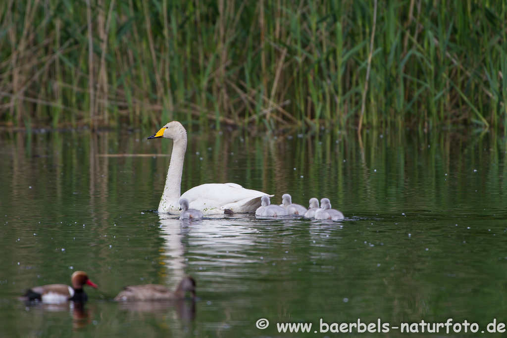 Singschwan