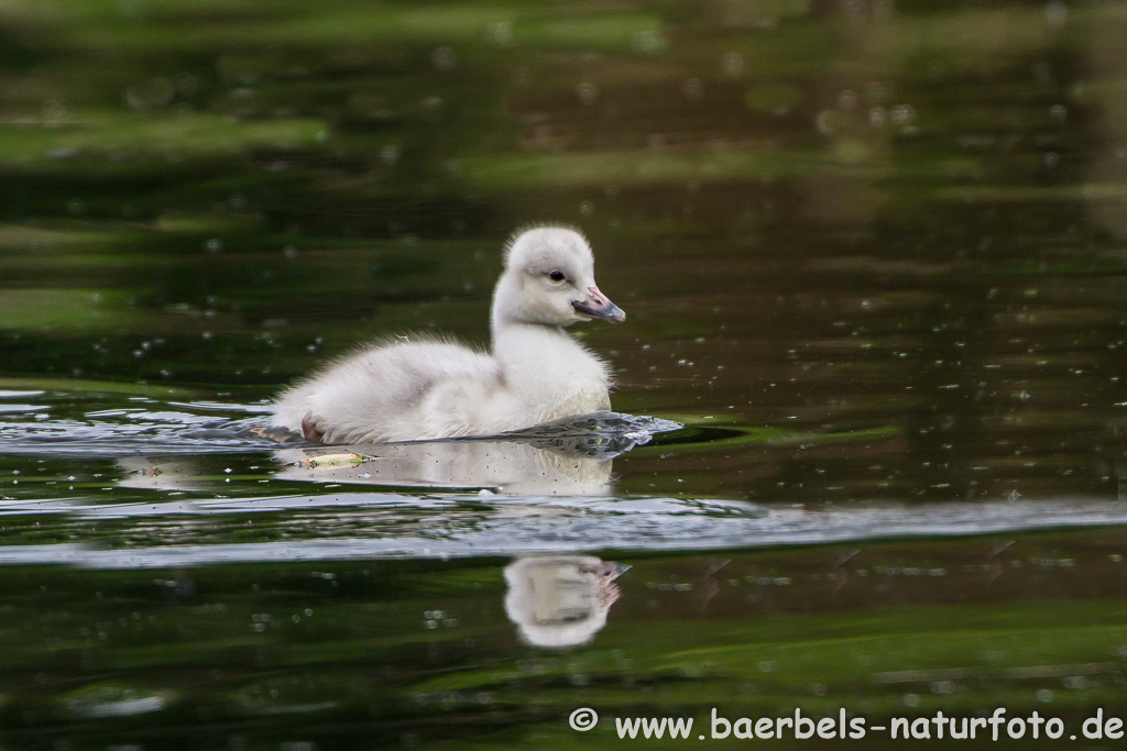 Singschwan