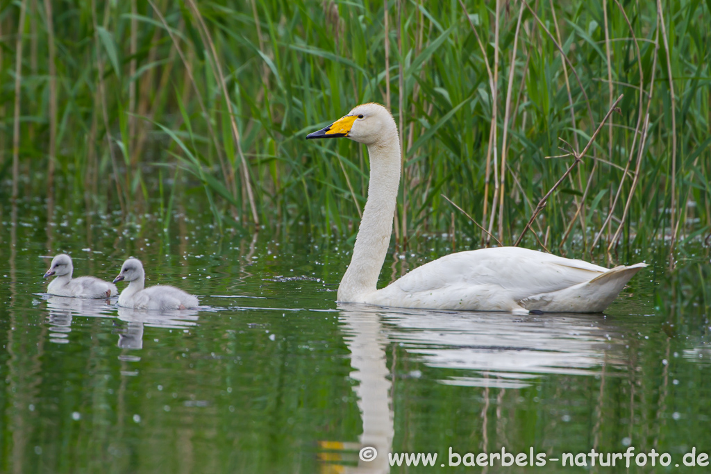 Singschwan