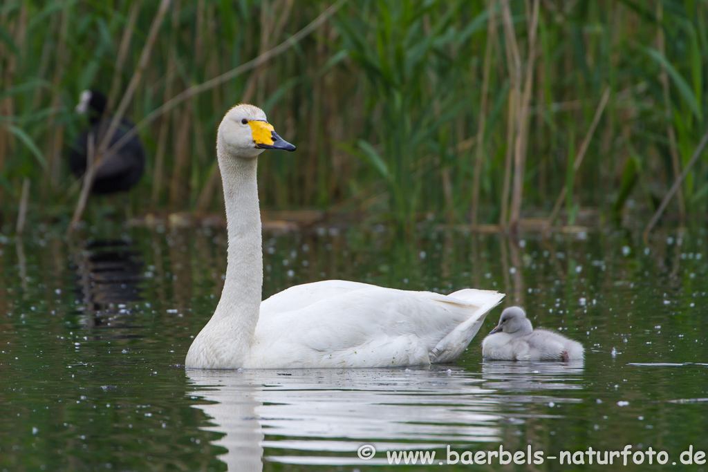 Singschwan