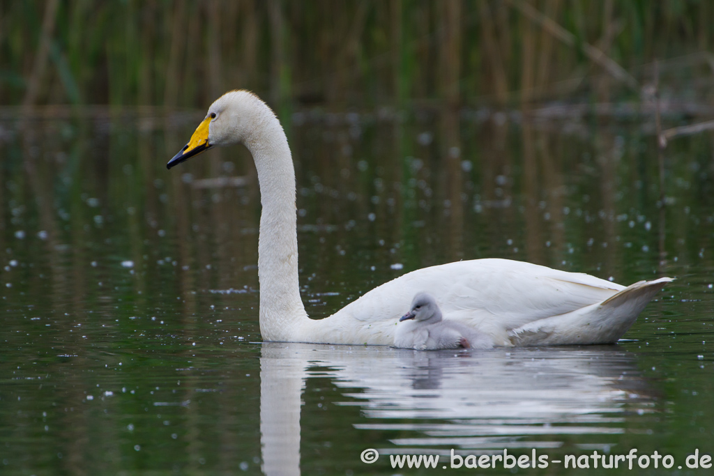 Singschwan