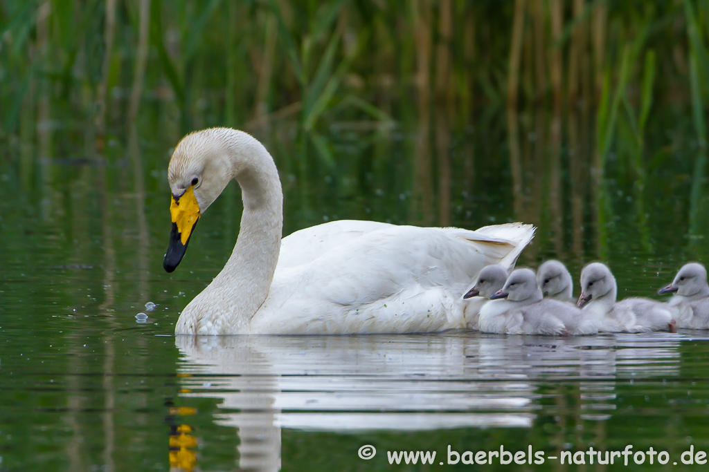 Singschwan