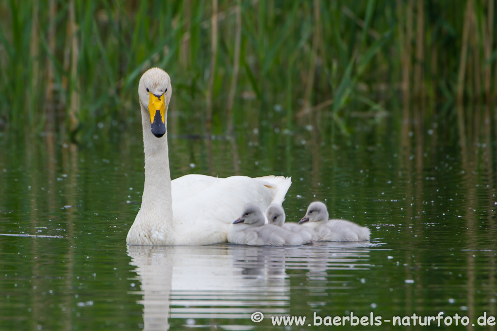 Singschwan