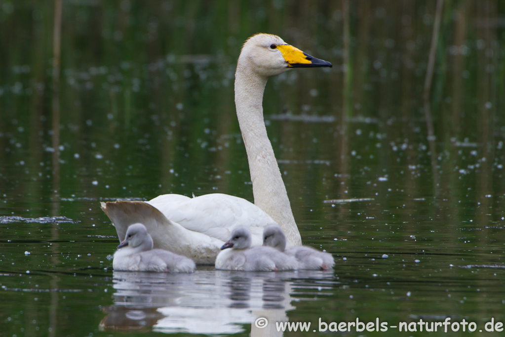 Singschwan