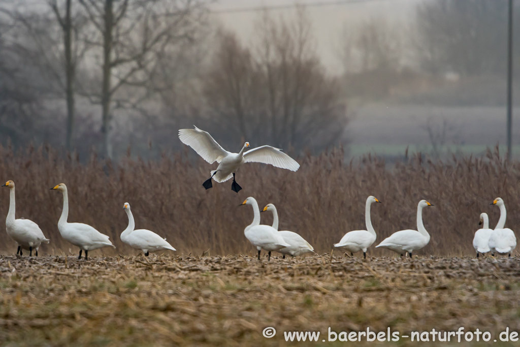 Singschwan