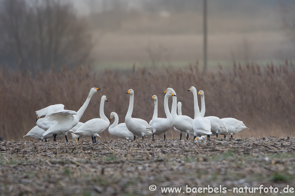 Singschwan