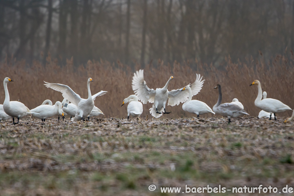 Singschwan