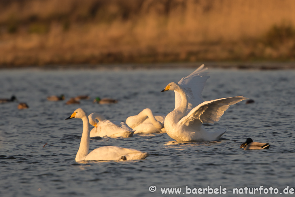 Singschwan