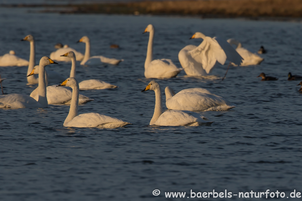 Singschwan