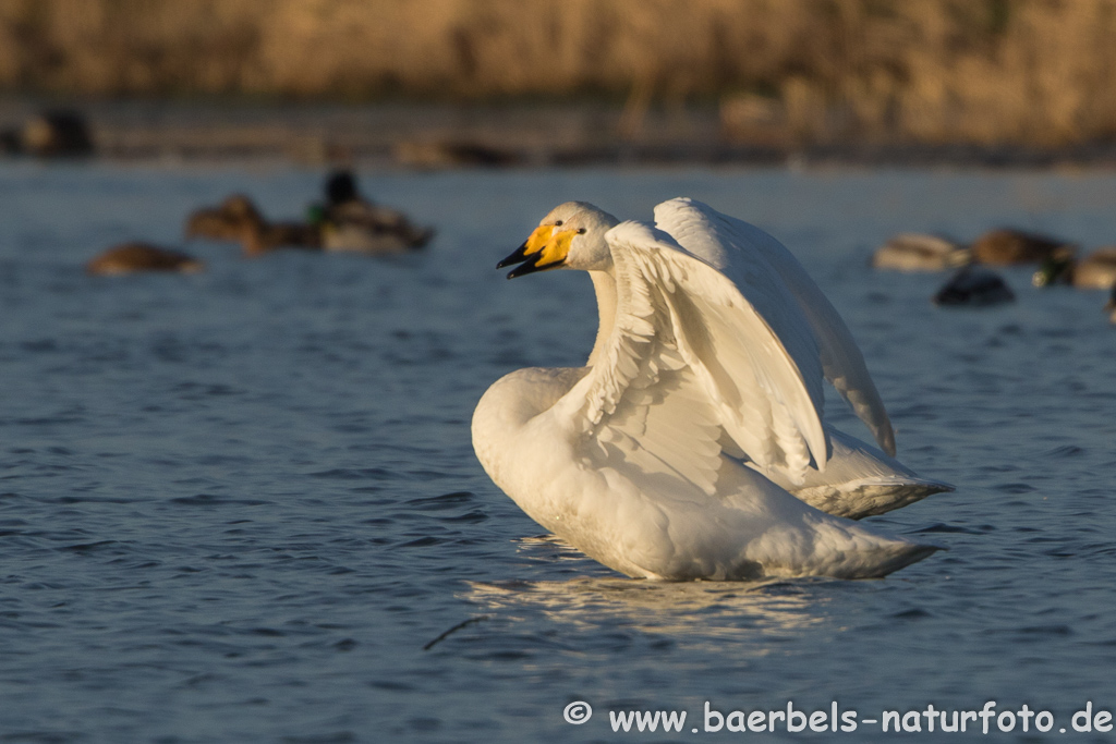 Singschwan