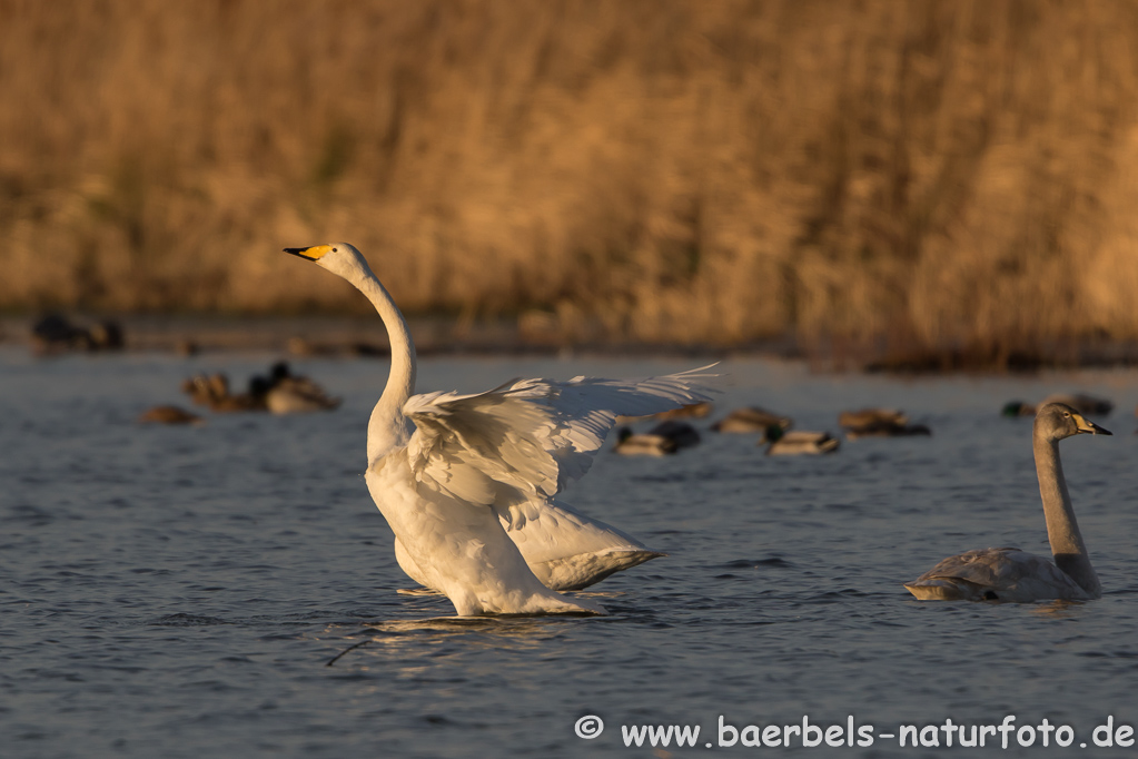 Singschwan