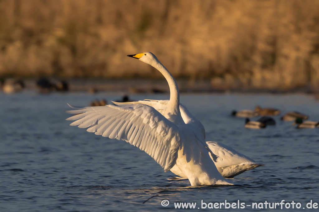 Singschwan