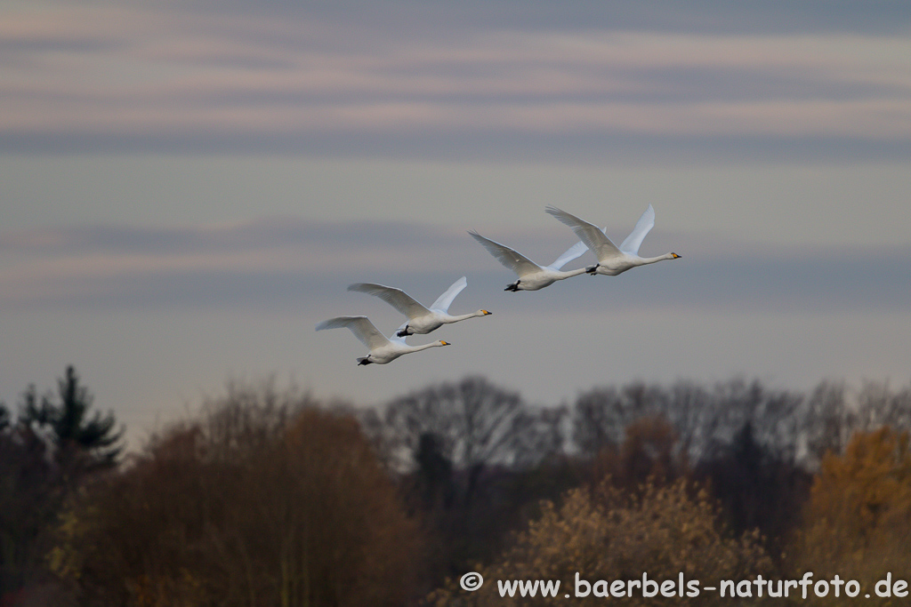 Singschwan