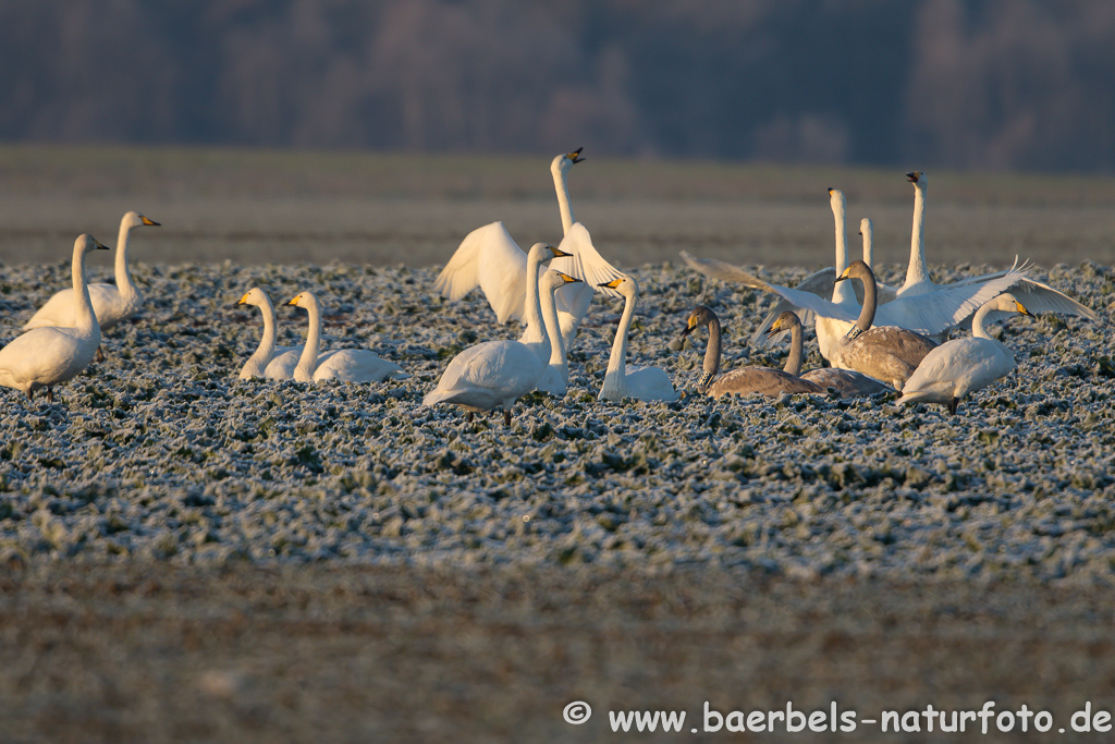 Singschwan