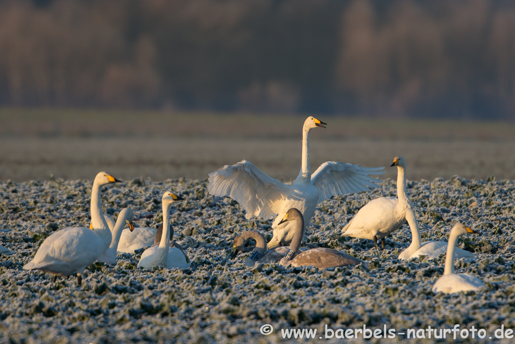 Singschwan