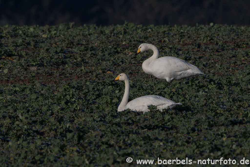 Singschwan