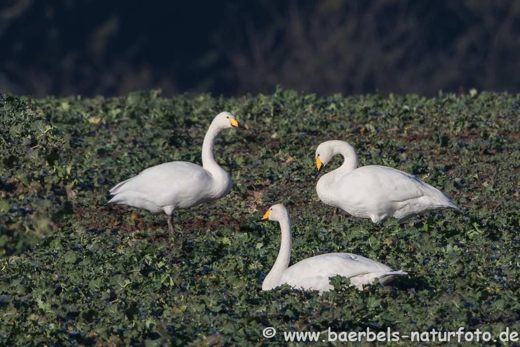 Singschwan