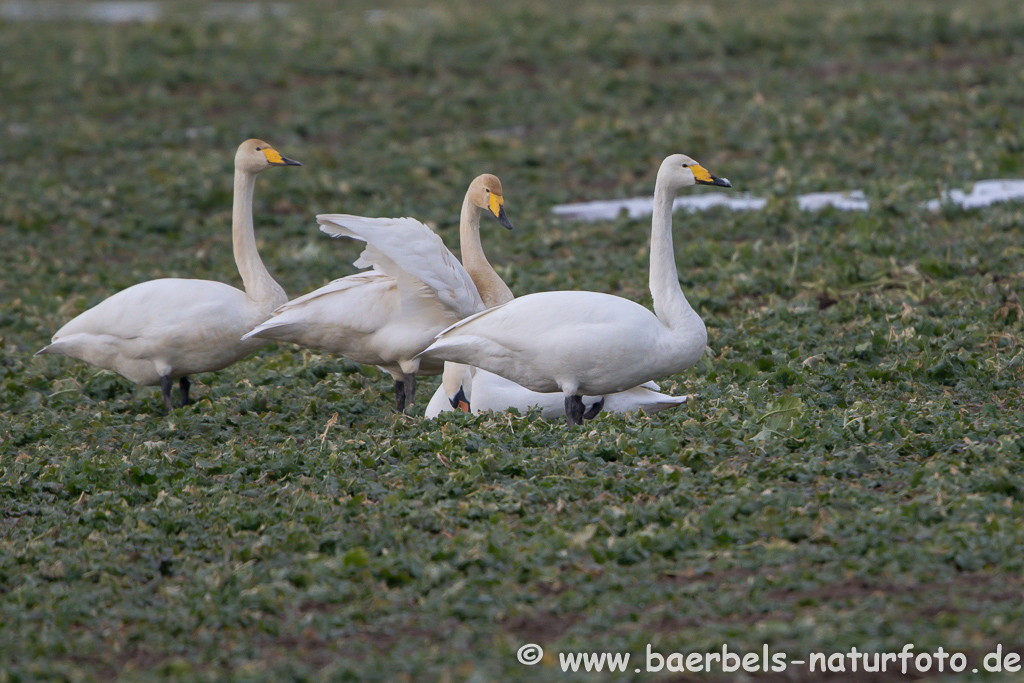 Singschwan