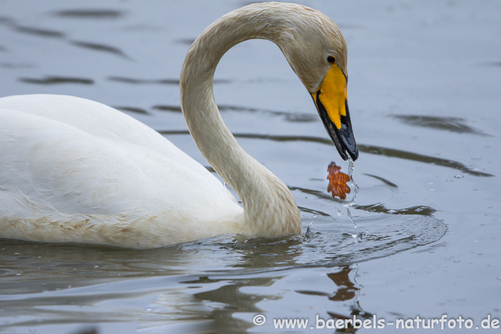 Singschwan