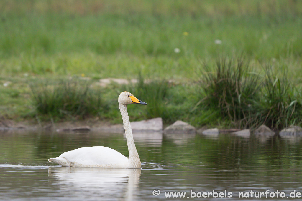 Singschwan