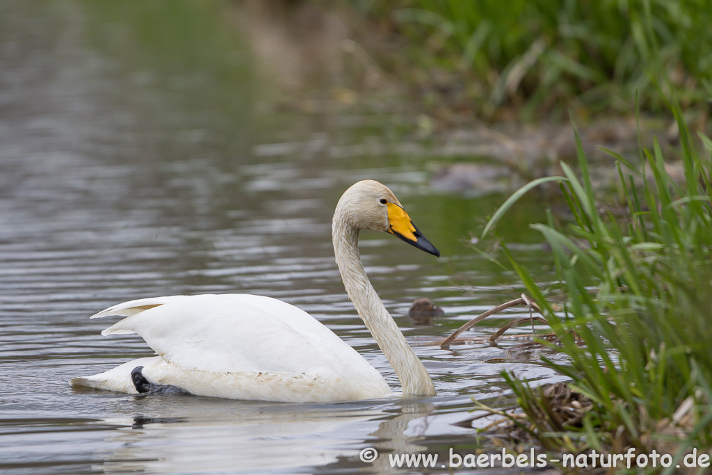 Singschwan