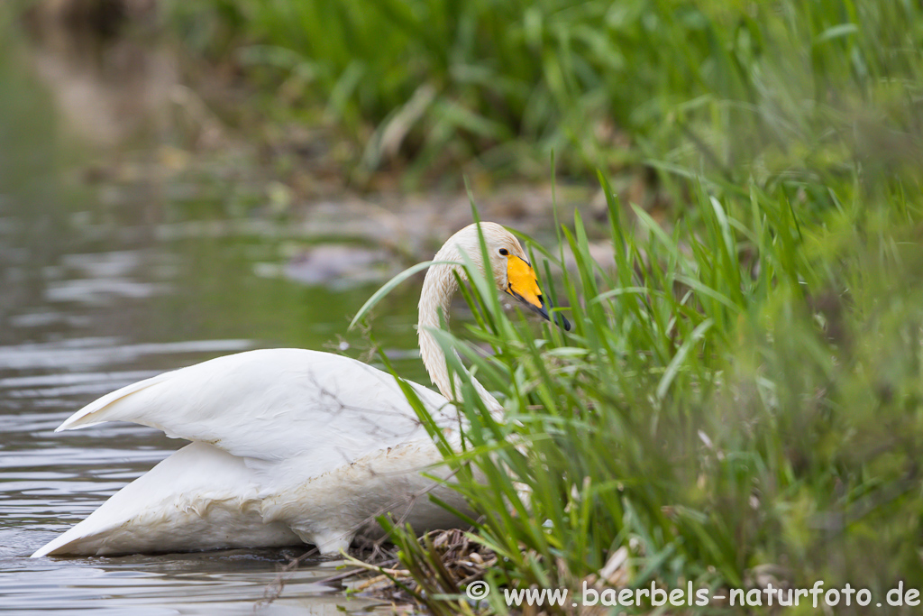 Singschwan