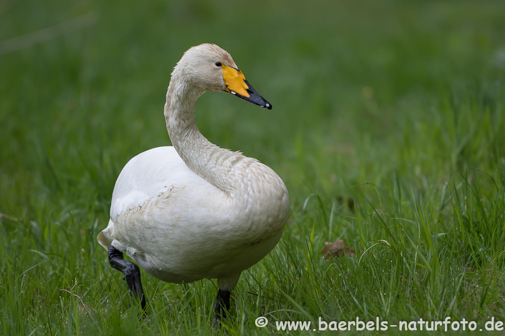 Singschwan