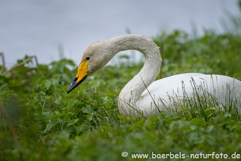 Singschwan