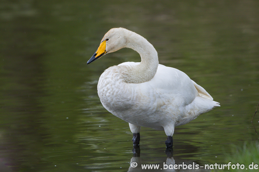 Singschwan