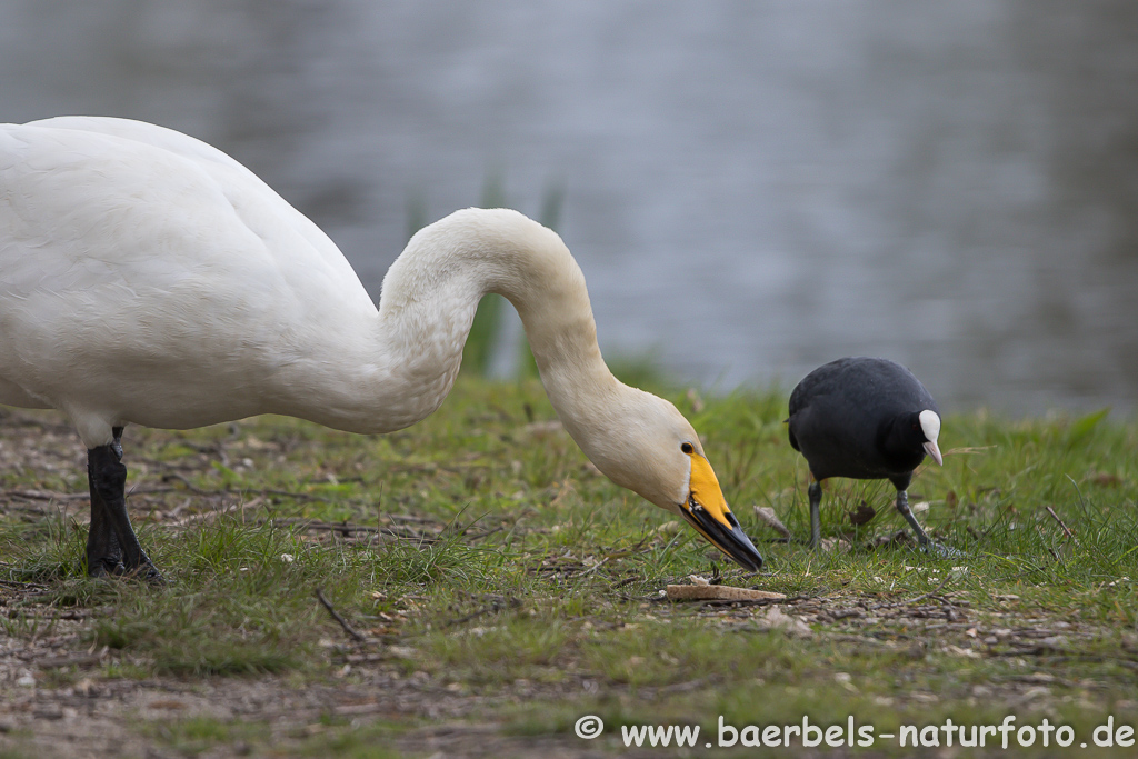 Singschwan