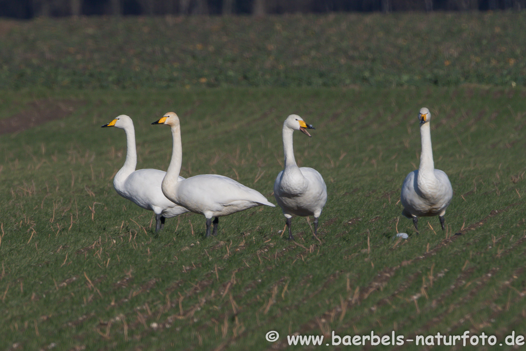 Singschwan