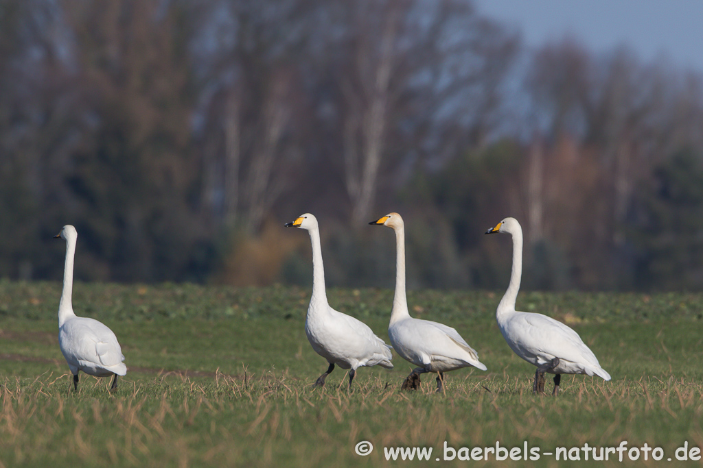 Singschwan