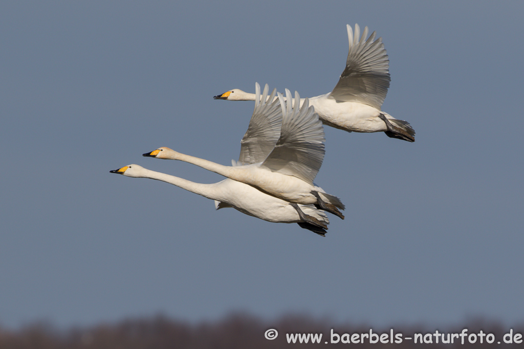 Singschwan