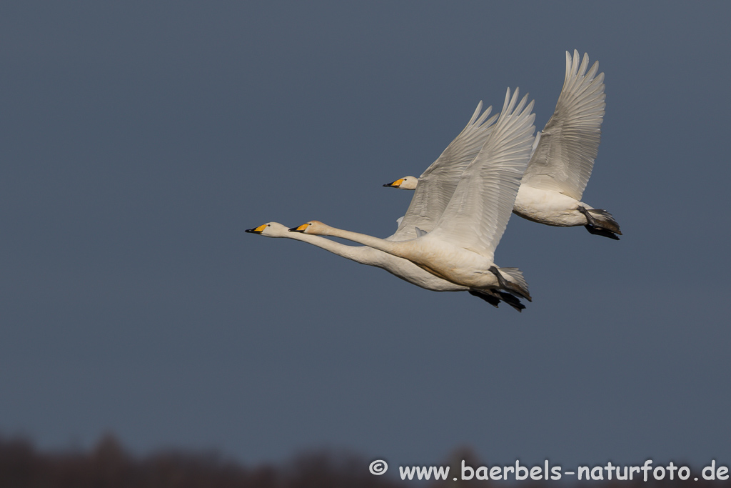 Singschwan