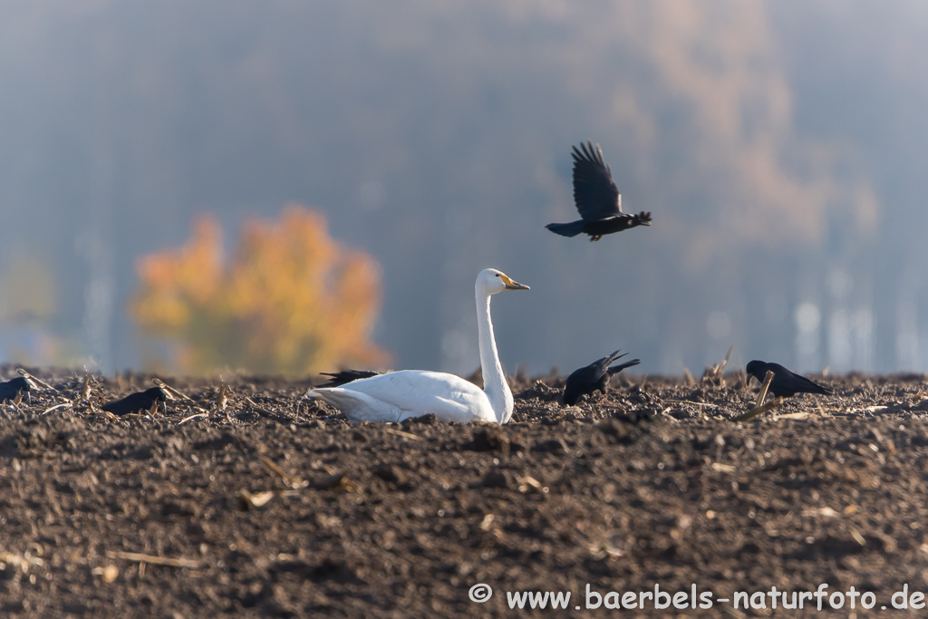 Singschwan