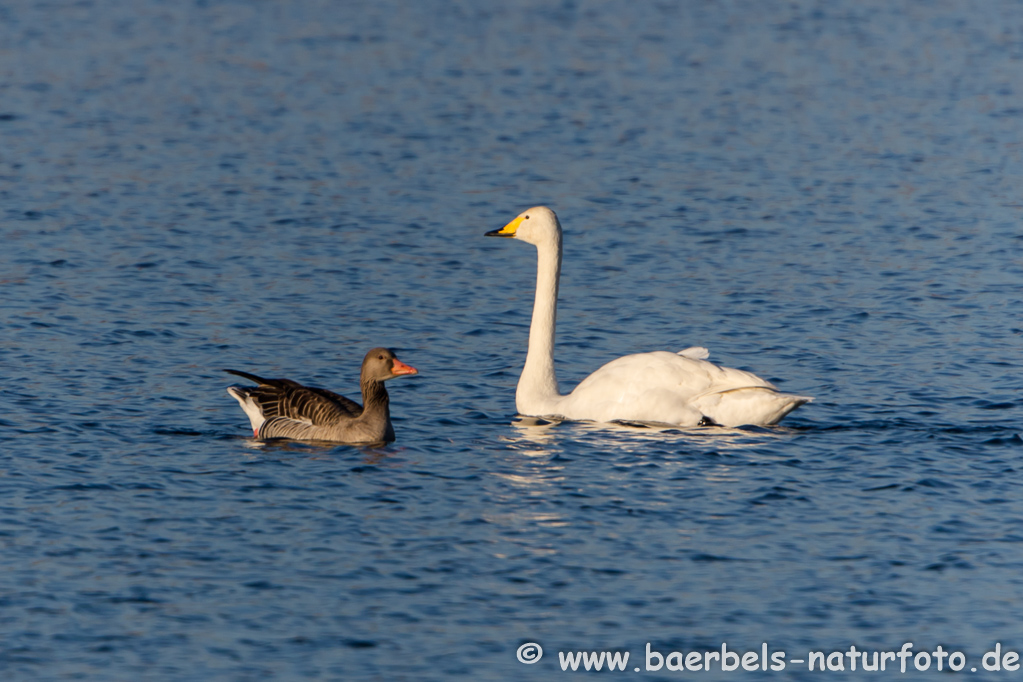 Singschwan